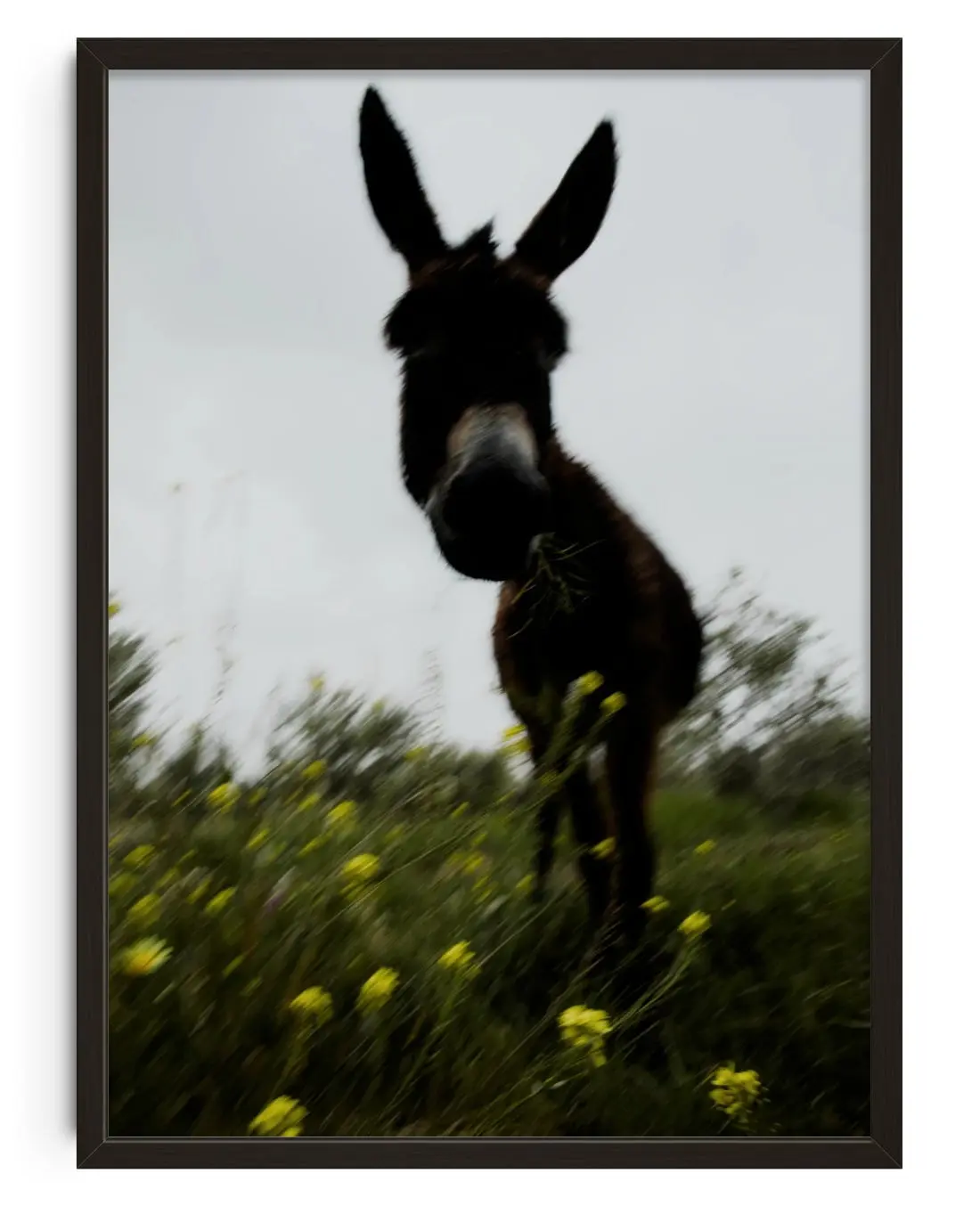 Morning Donkey