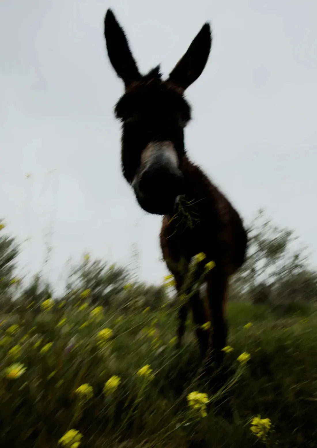 Morning Donkey