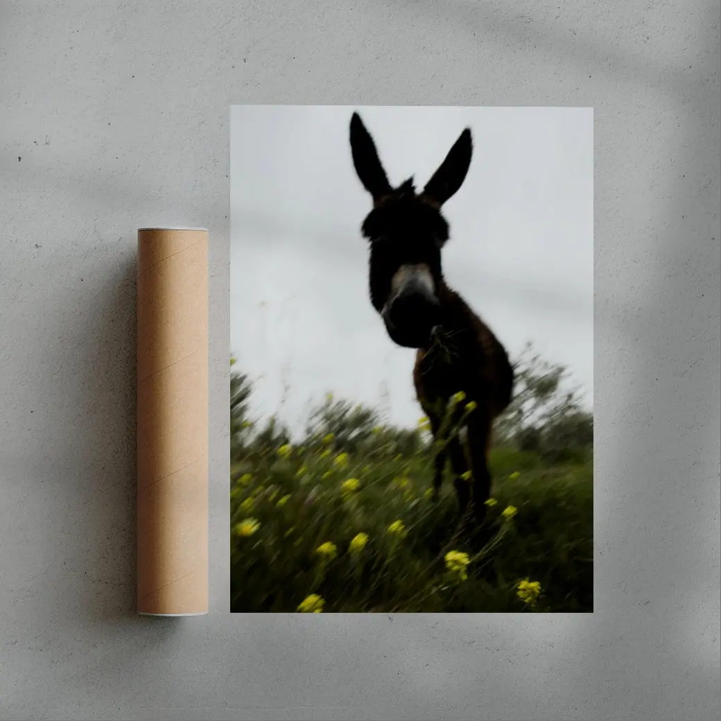 Morning Donkey