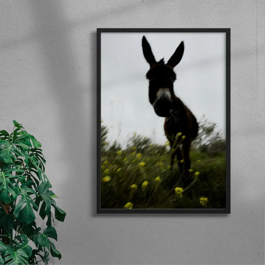 Morning Donkey