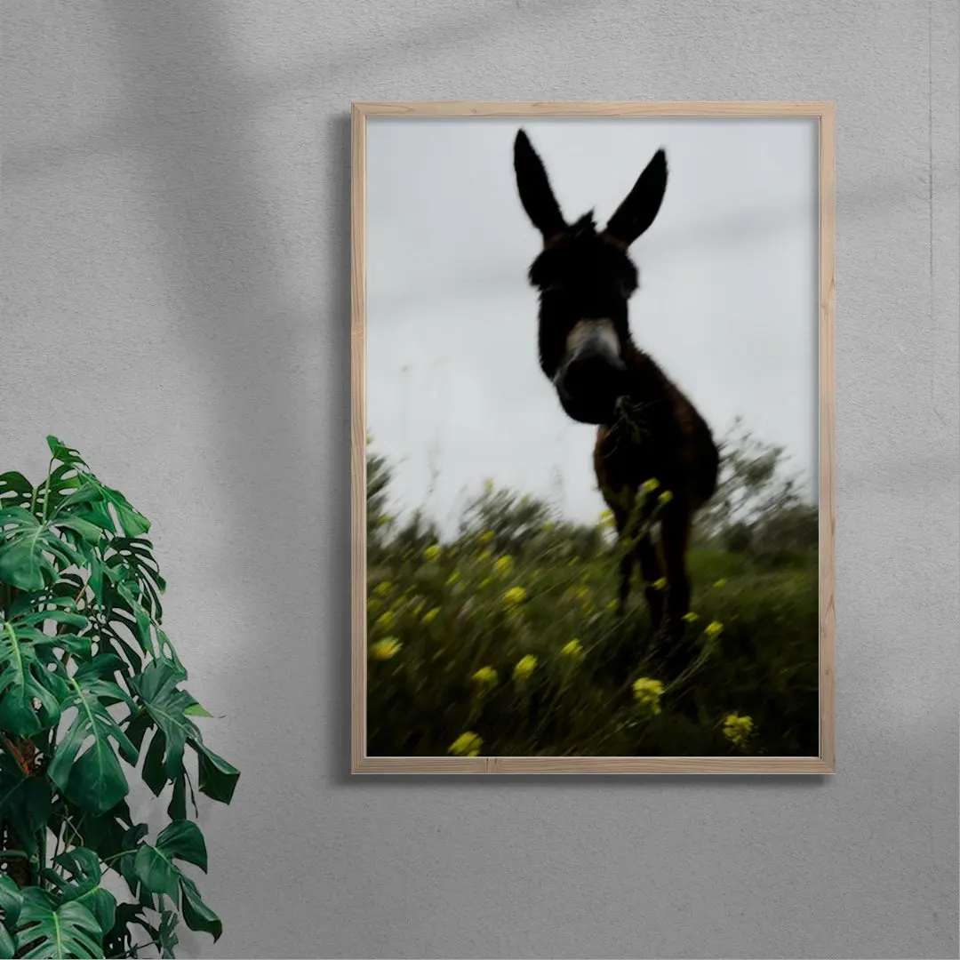 Morning Donkey