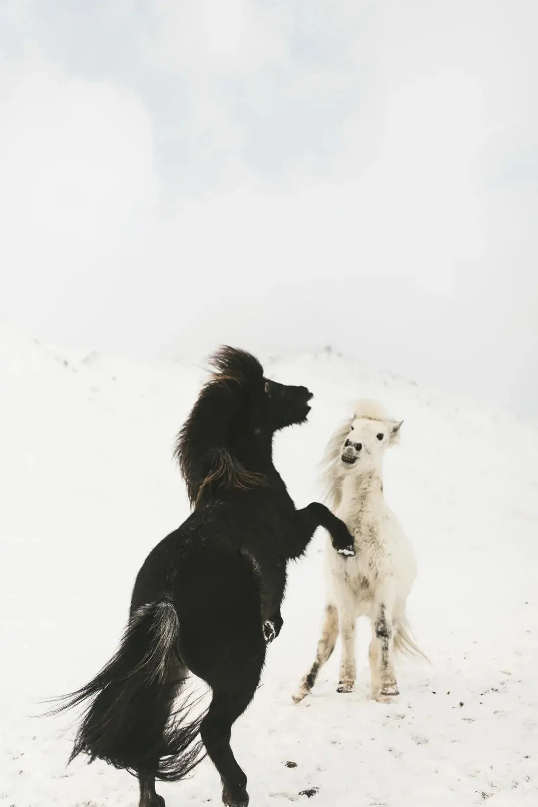 Frosty Duel