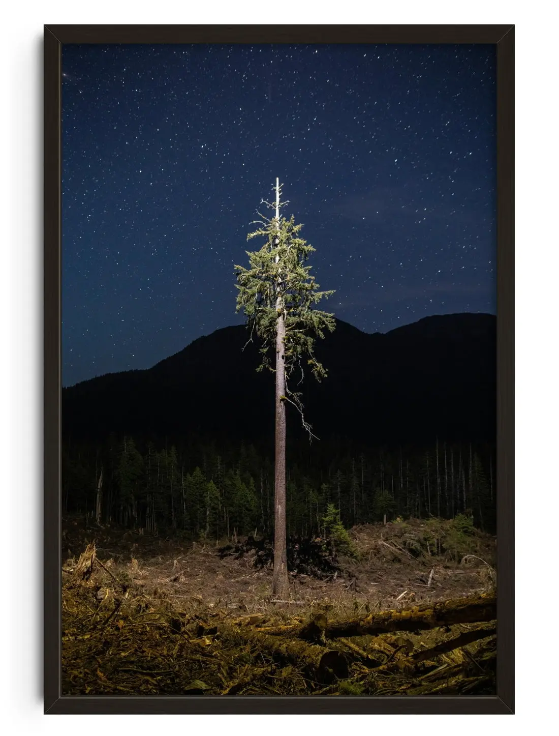 Lone Tree