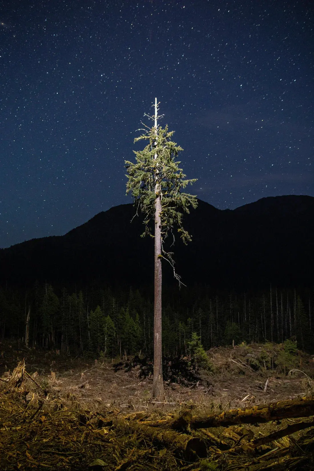 Lone Tree