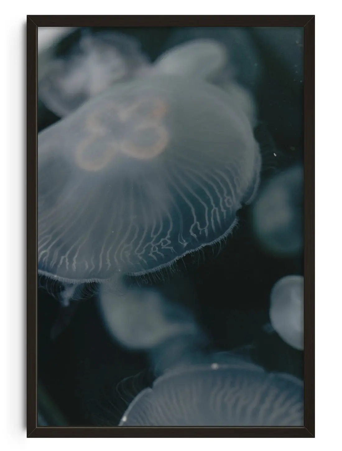 40689-jellyfish-1.webp Jellyfish