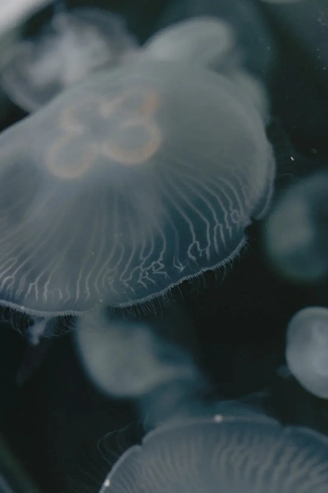 40689-jellyfish-2.webp Jellyfish