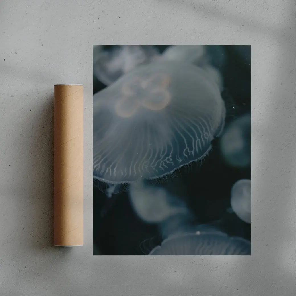 40689-jellyfish-3.webp Jellyfish