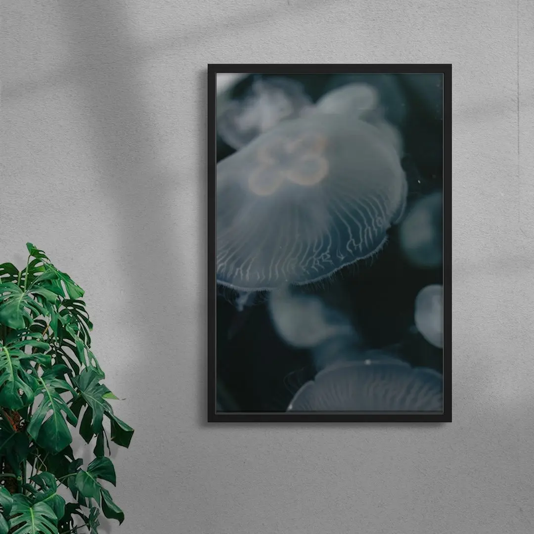 40689-jellyfish-4.webp Jellyfish