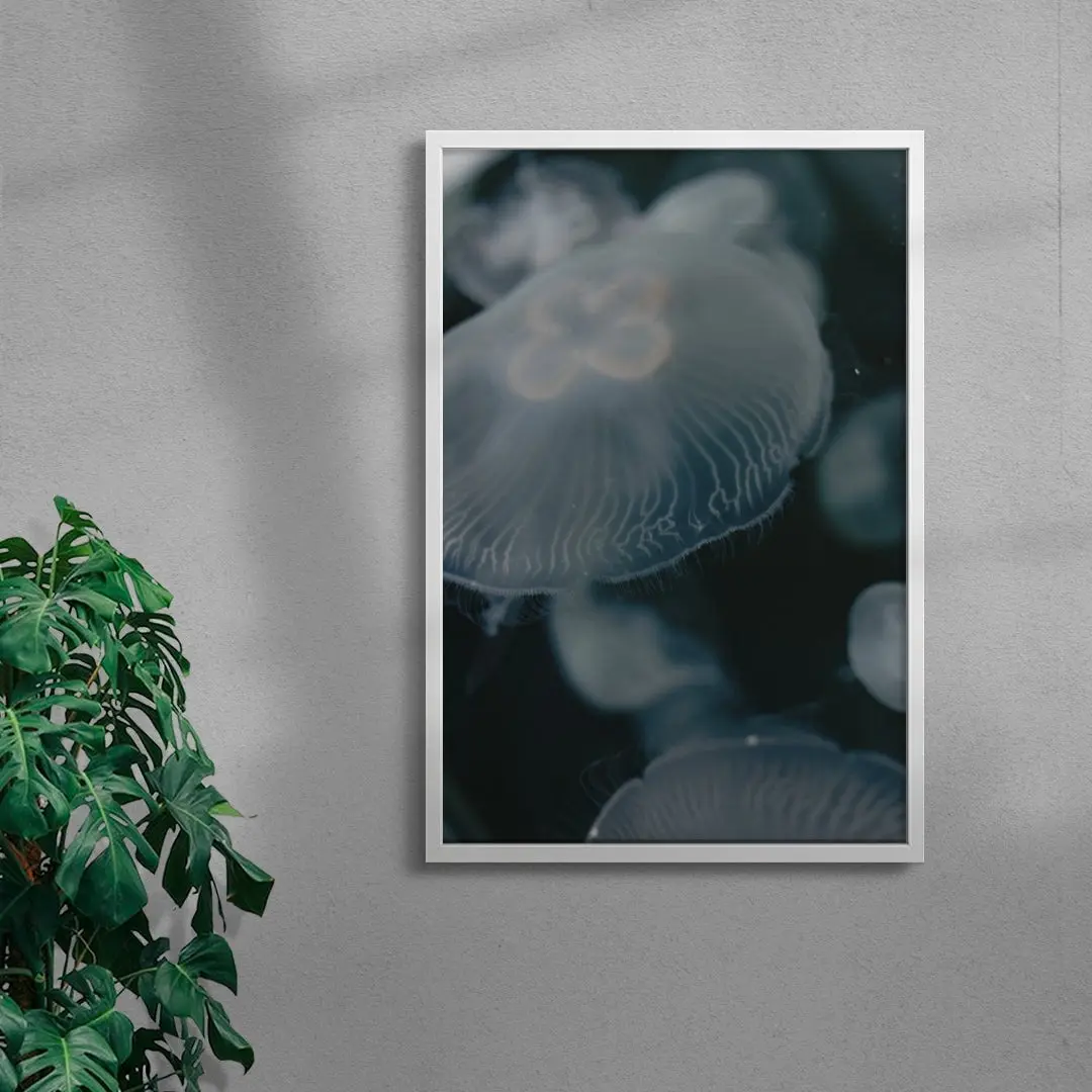 40689-jellyfish-5.webp Jellyfish
