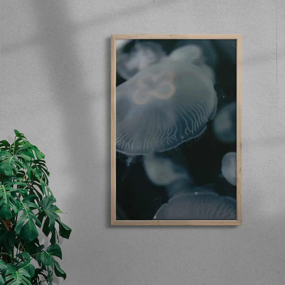 40689-jellyfish-6.webp Jellyfish