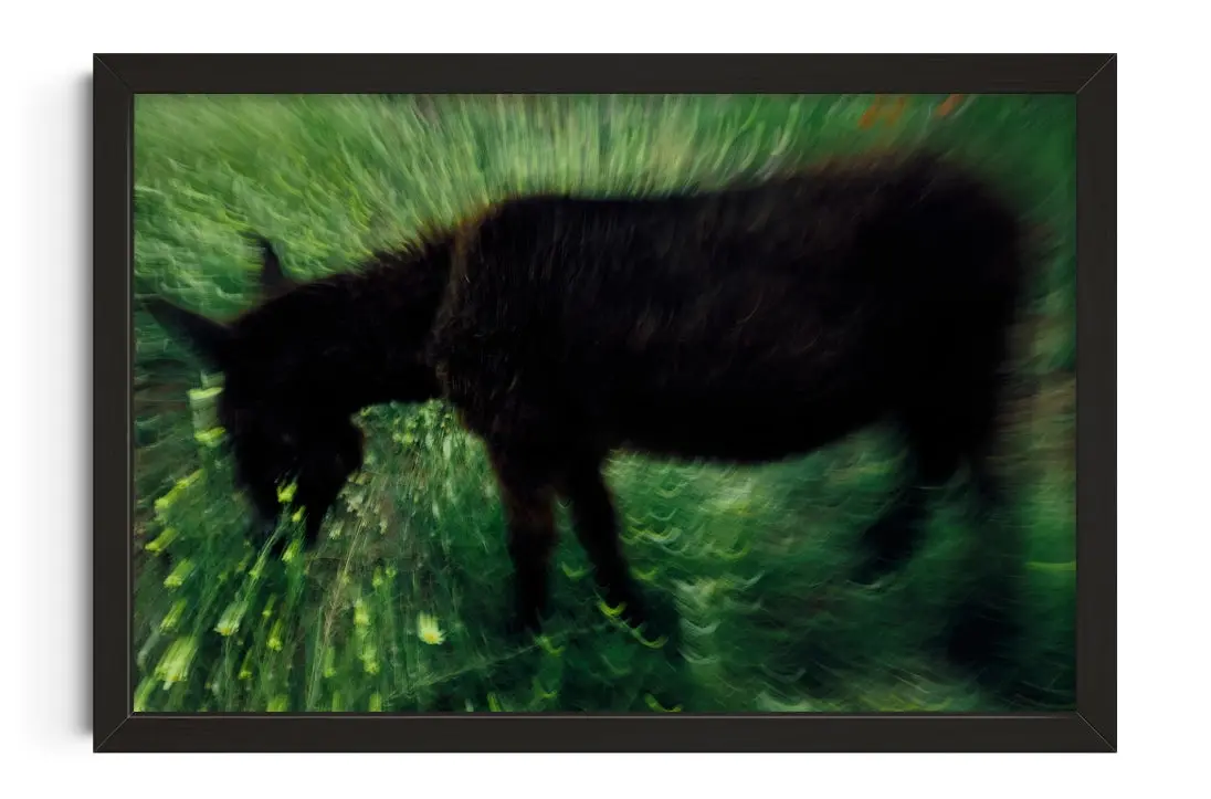 Grazing Donkey