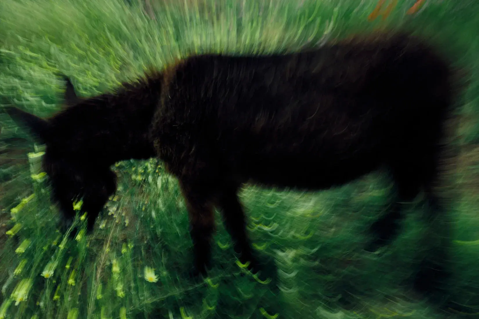 Grazing Donkey