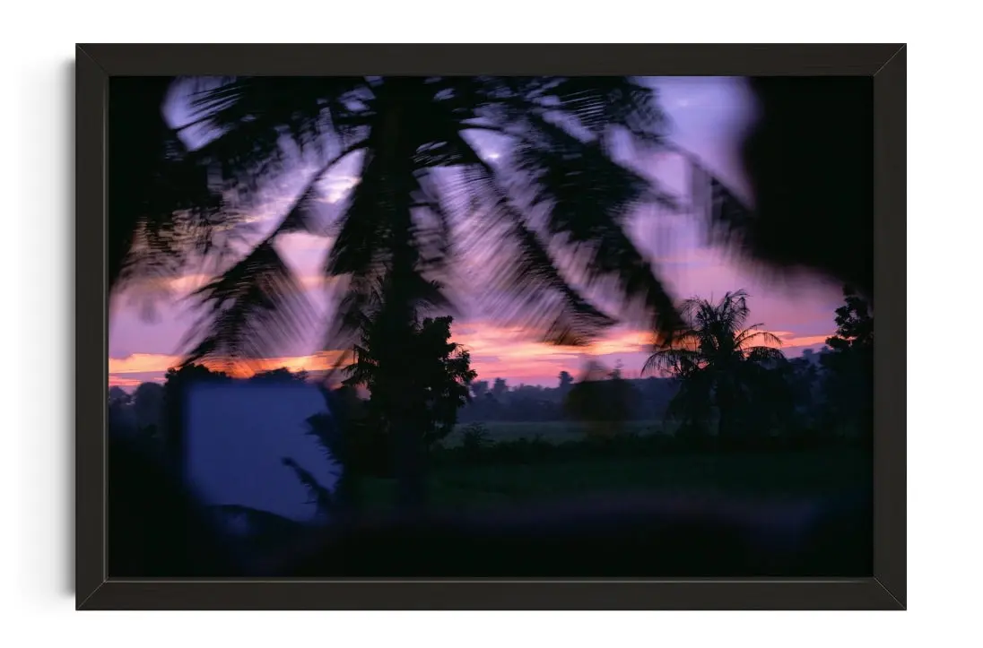 Palm Twilight