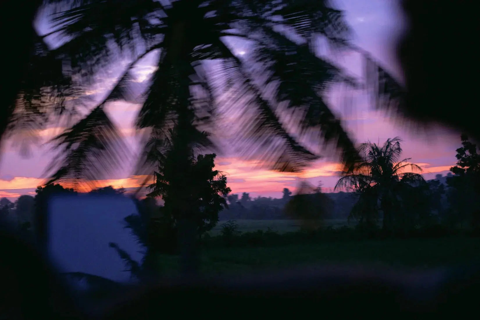 Palm Twilight