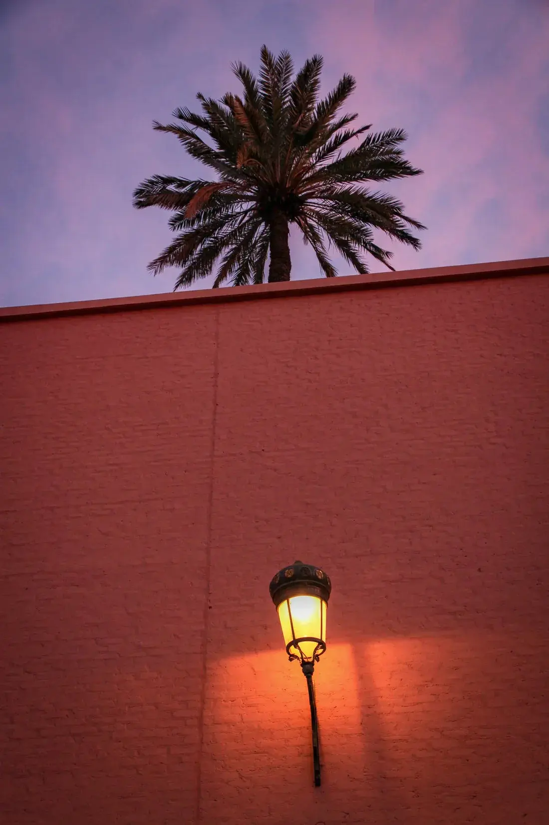 Night Palm