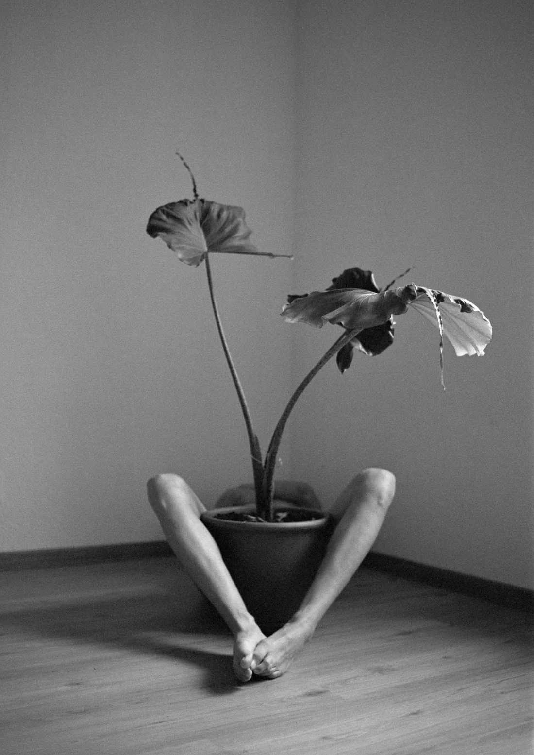 Symbiosis No. 2