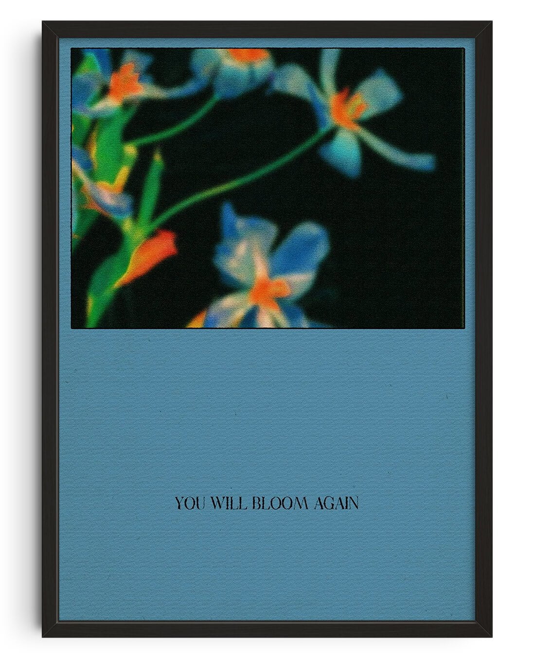 41003-bloom-1.jpg Bloom