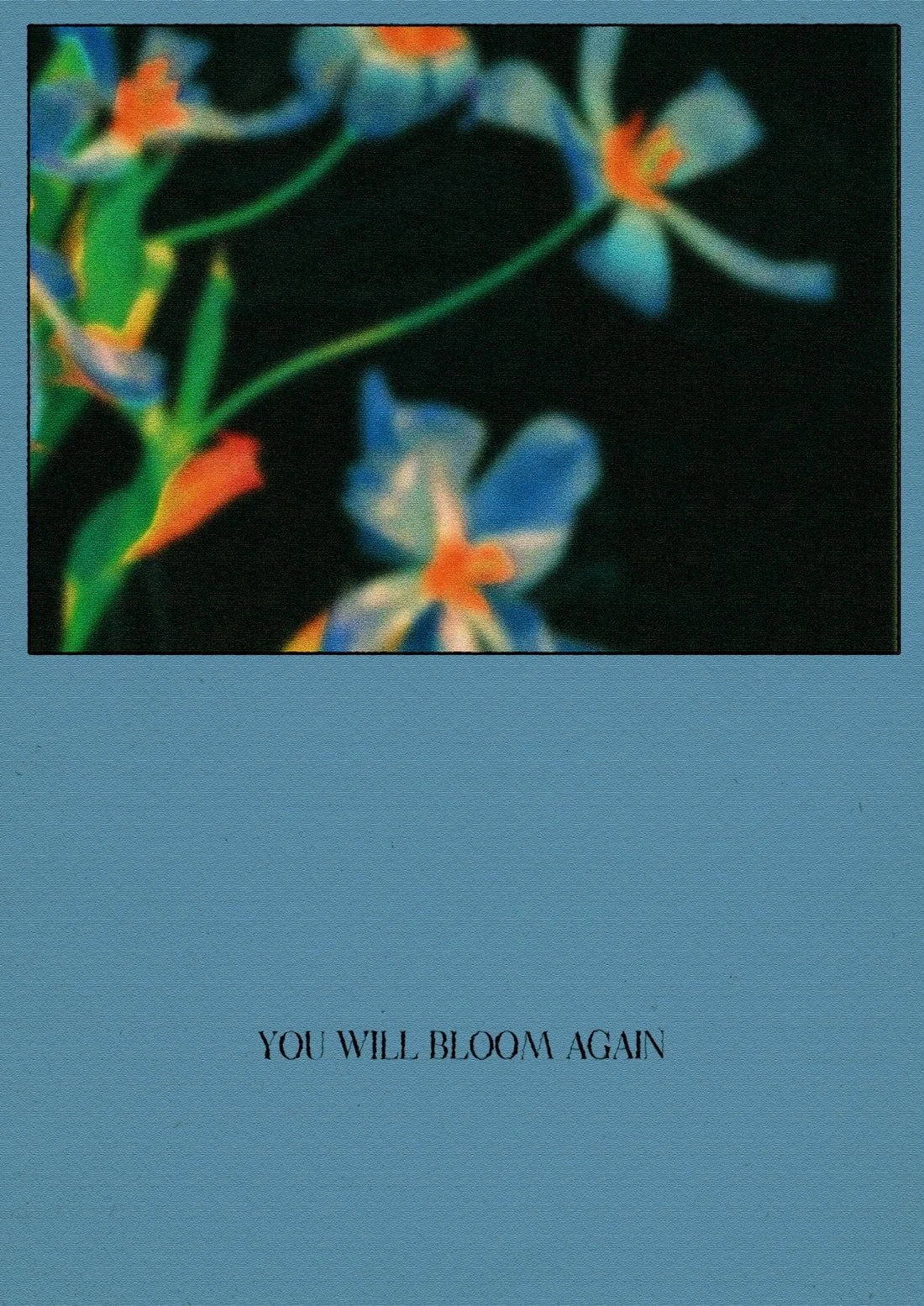 Bloom