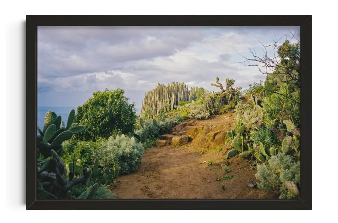 Cactus Path