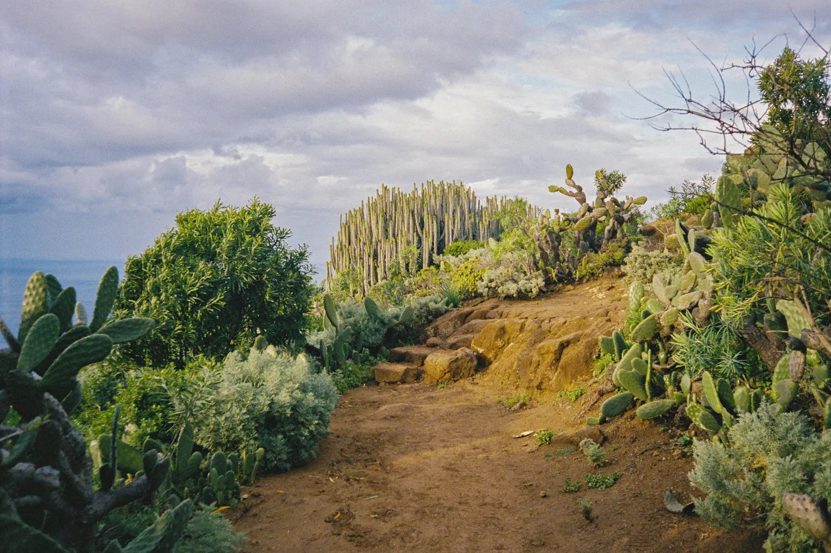 Cactus Path