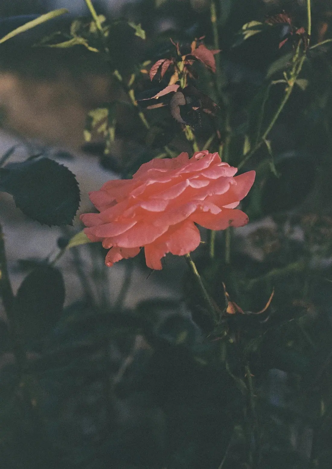 Thorn