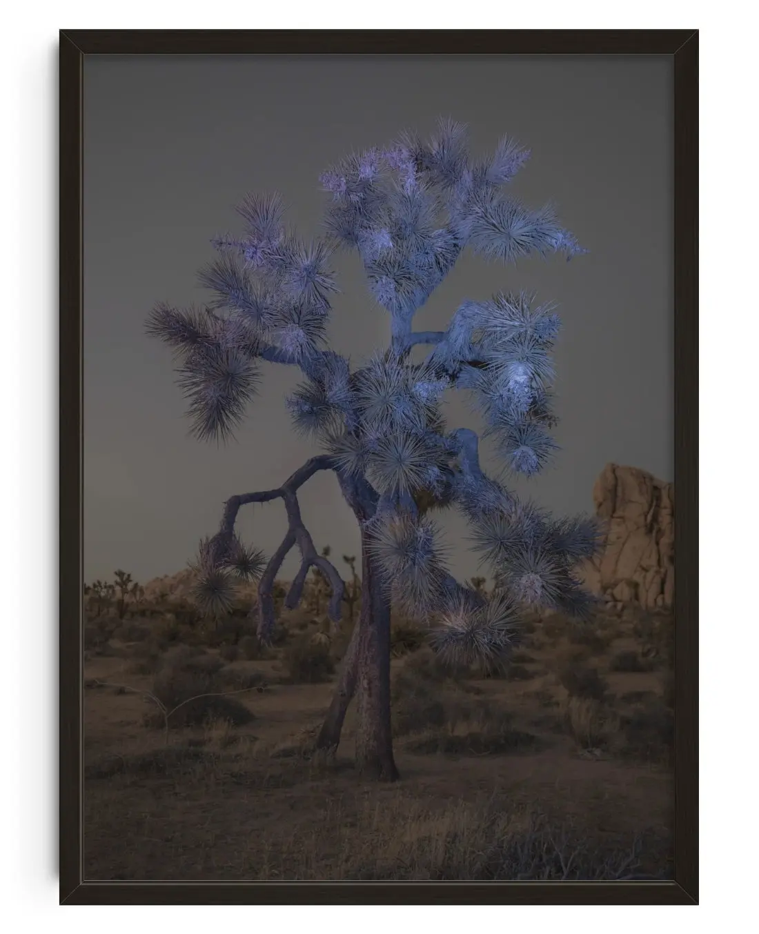 Joshua Tree