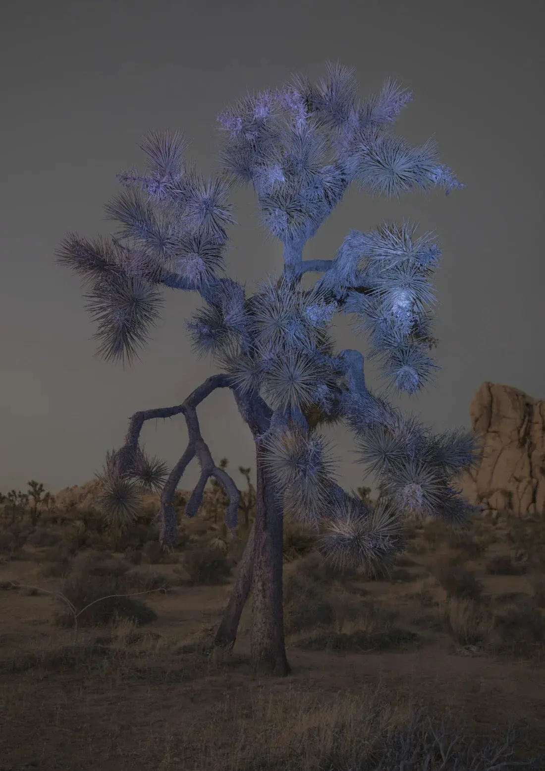 Joshua Tree