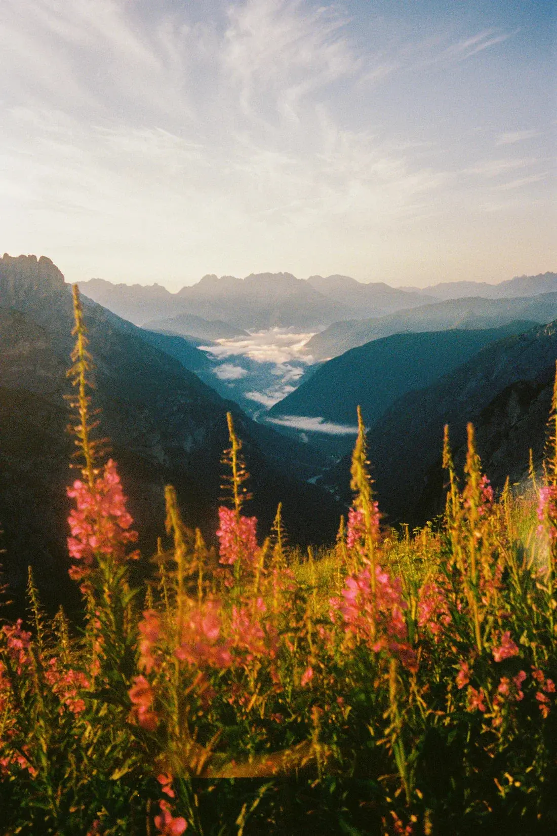 Wildflower
