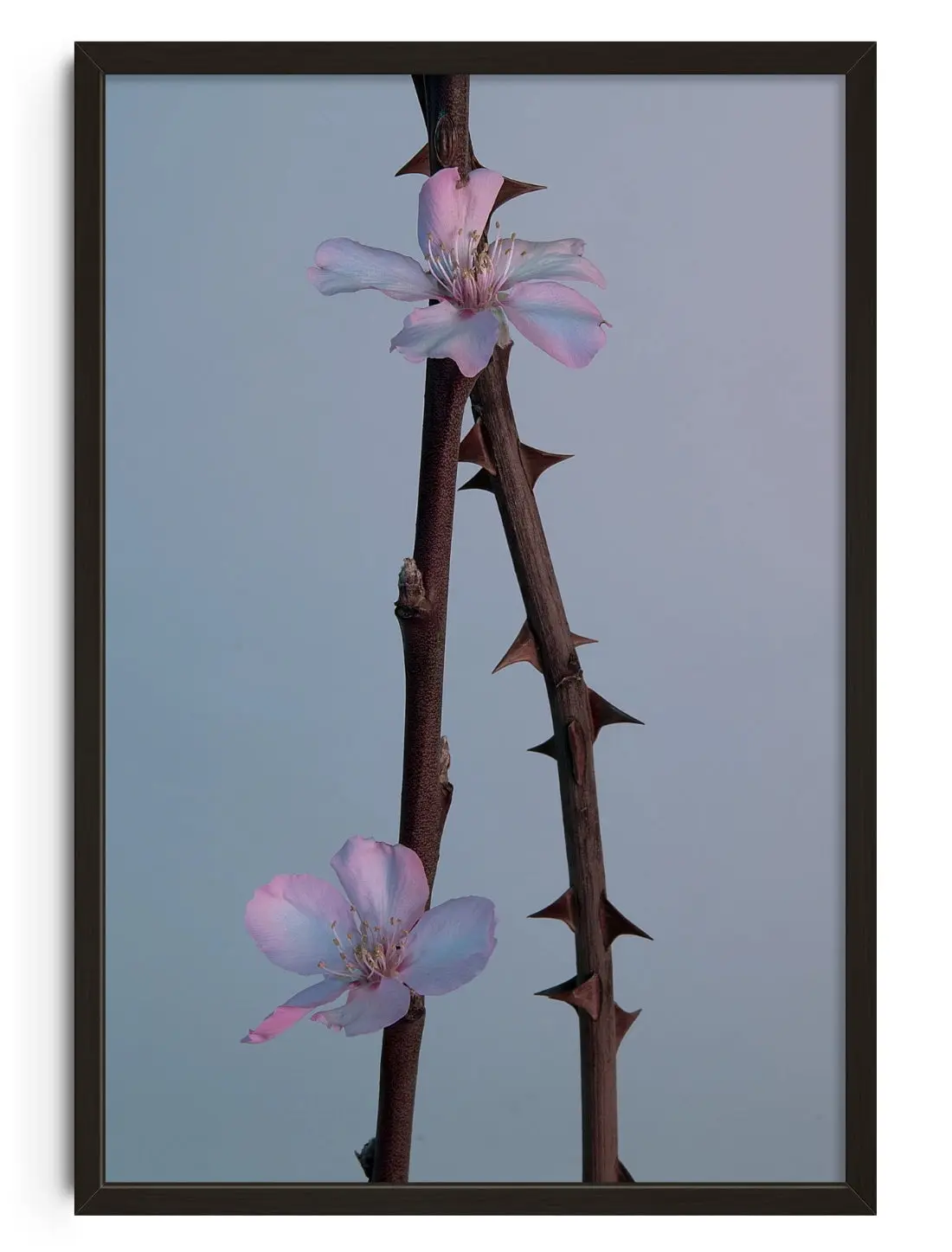 Pink thorns