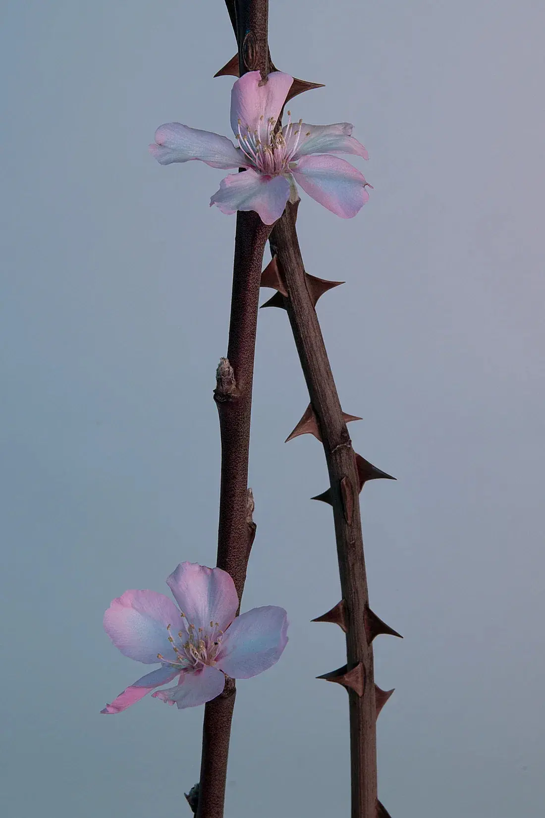 Pink thorns