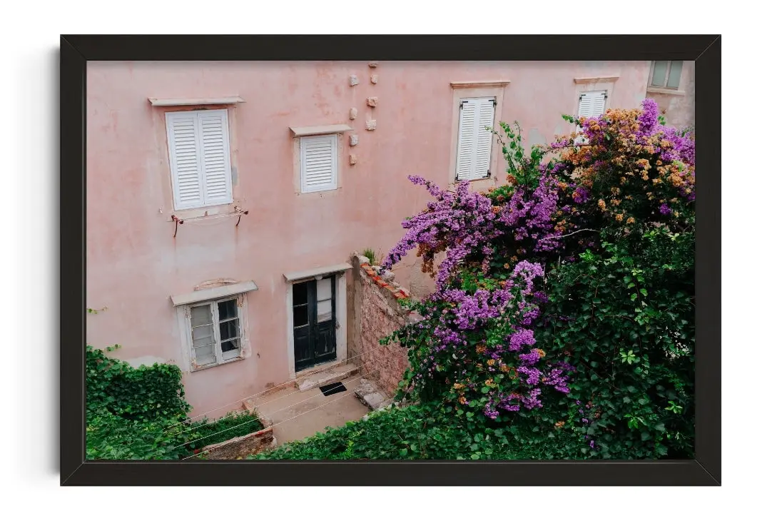41934-pink-wall-bougainvillea-1.webp Pink Wall Bougainvillea