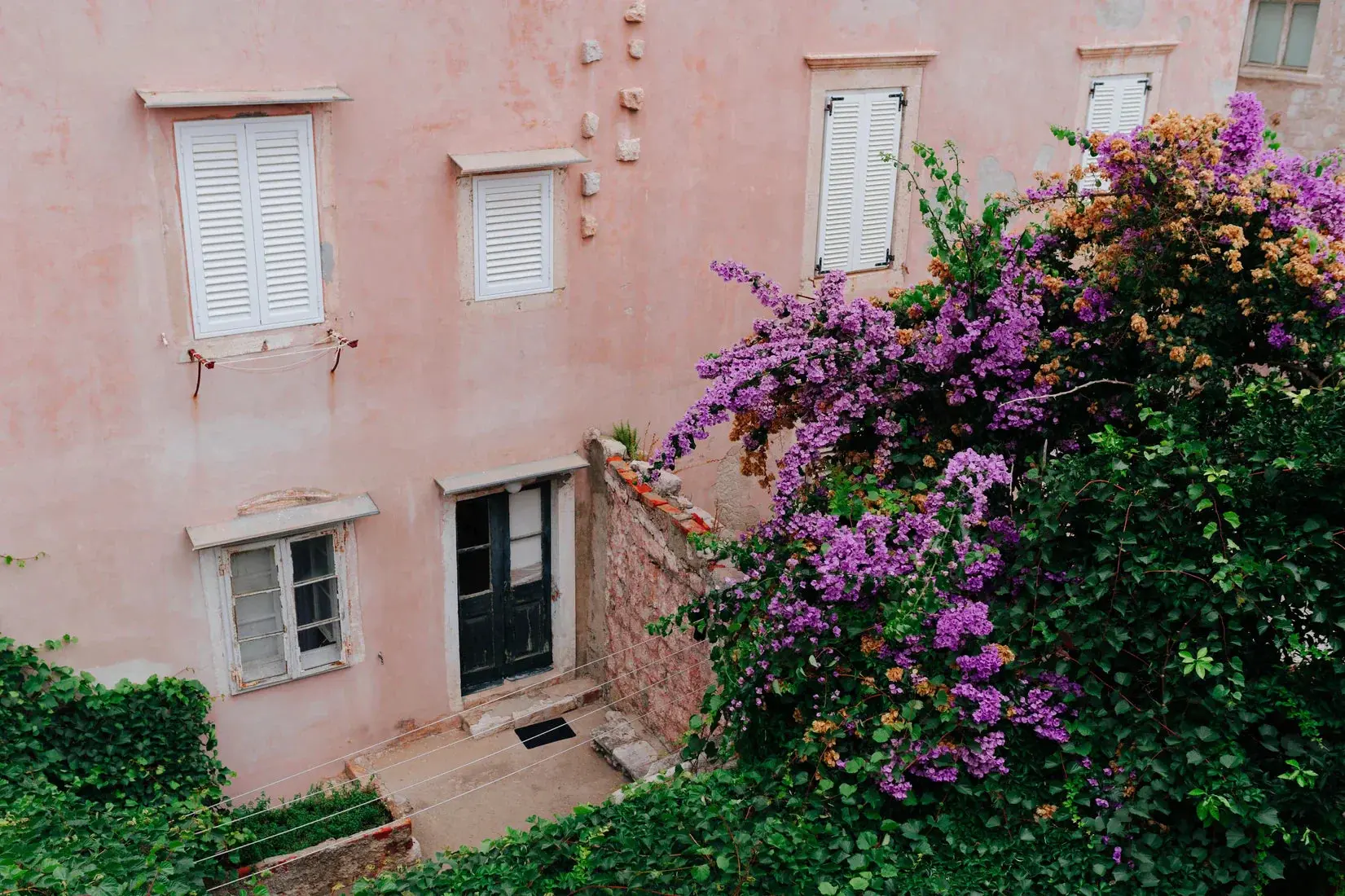 41934-pink-wall-bougainvillea-2.webp Pink Wall Bougainvillea