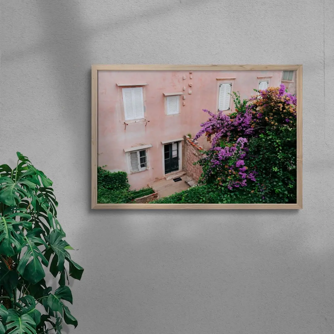 41934-pink-wall-bougainvillea-6.webp Pink Wall Bougainvillea