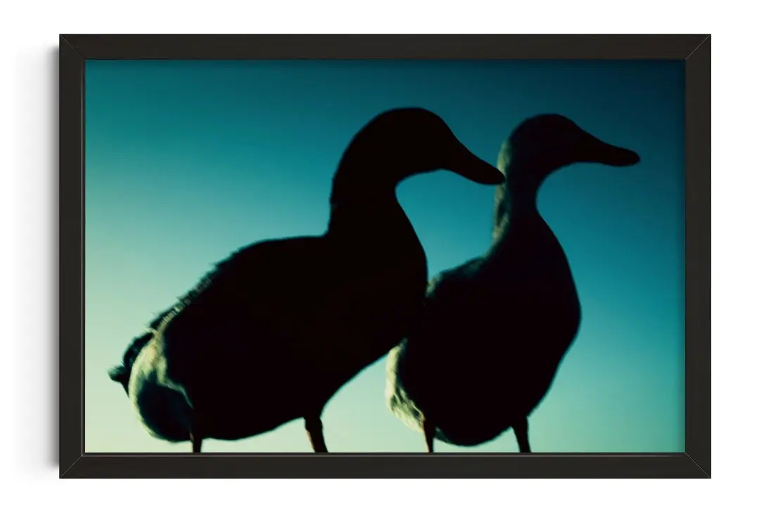 Duck Pair