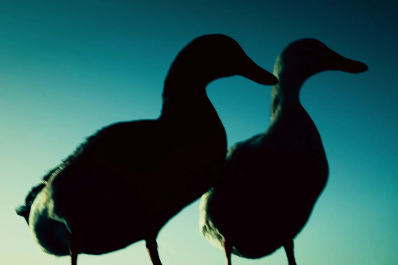 Duck Pair