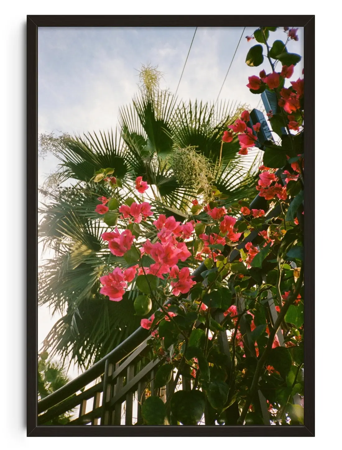 Bougainvillea