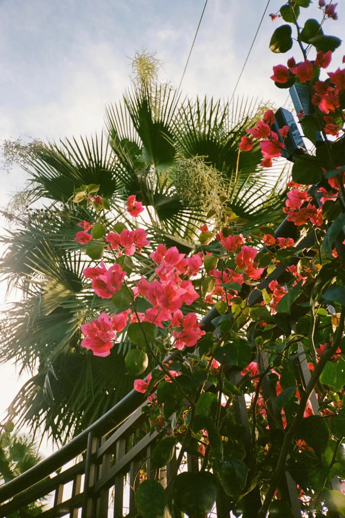 Bougainvillea