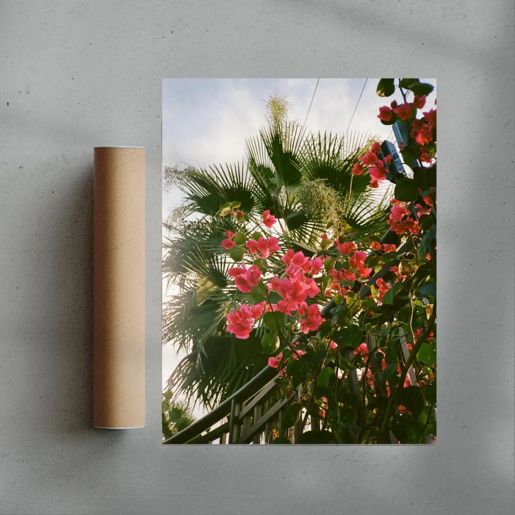 Bougainvillea