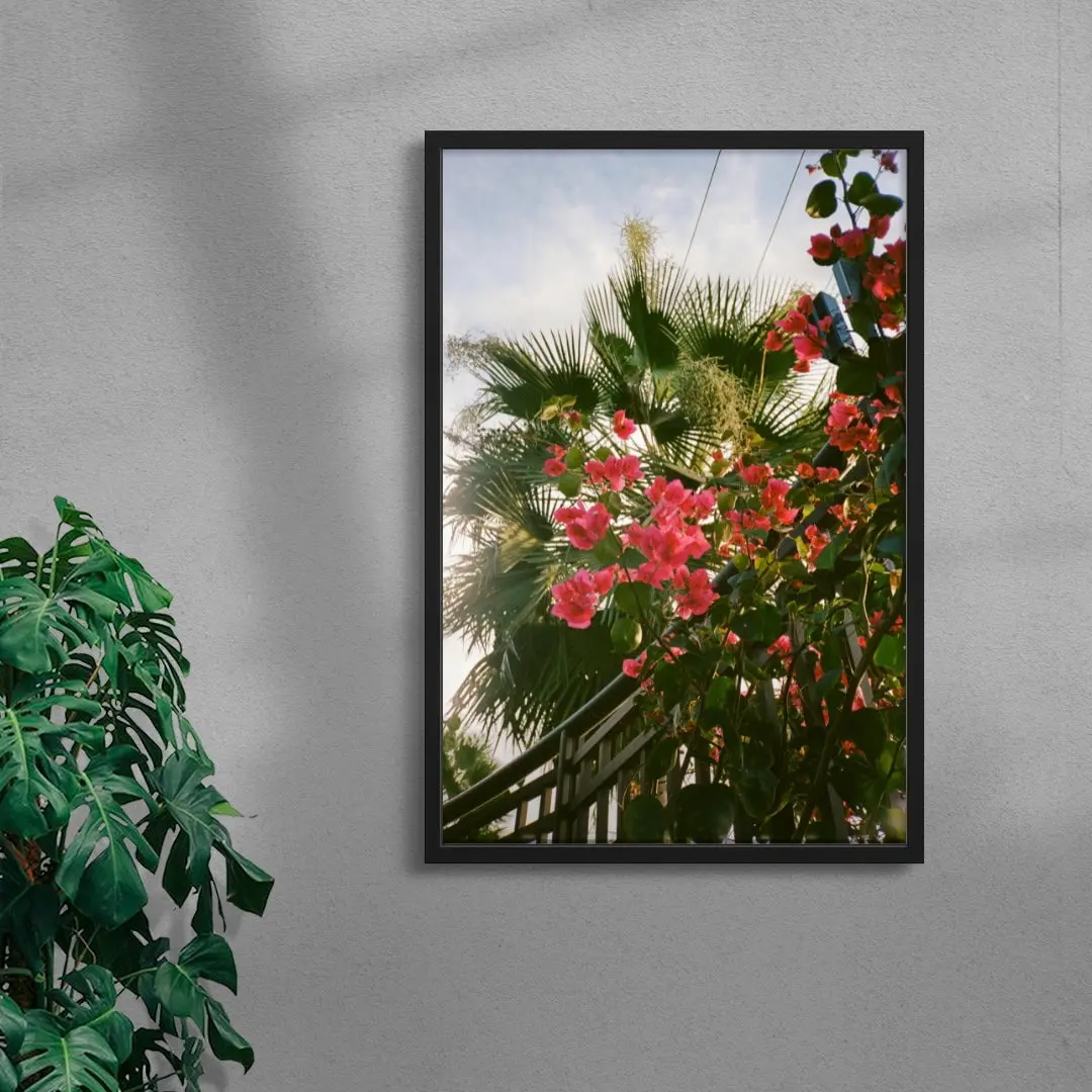Bougainvillea