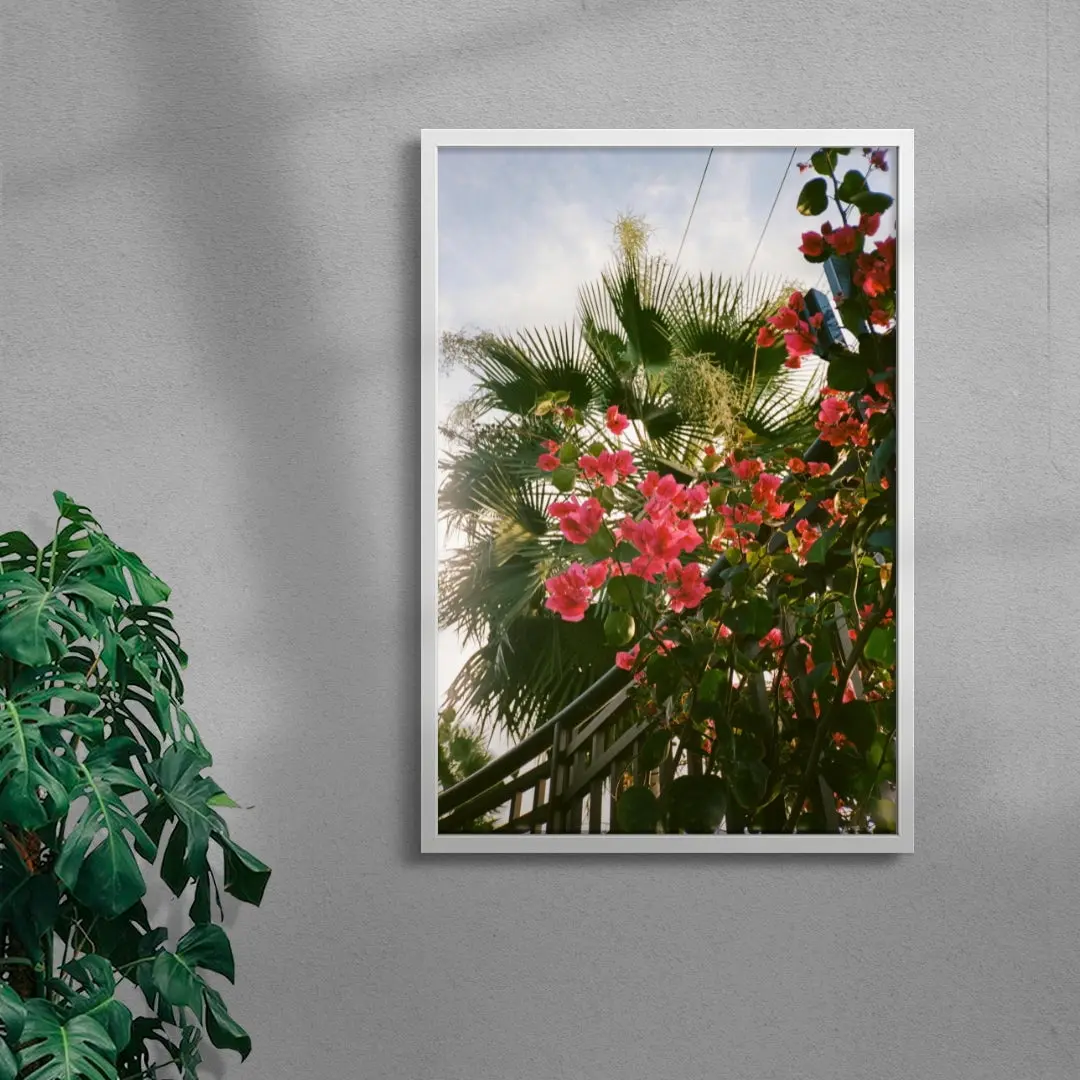 Bougainvillea