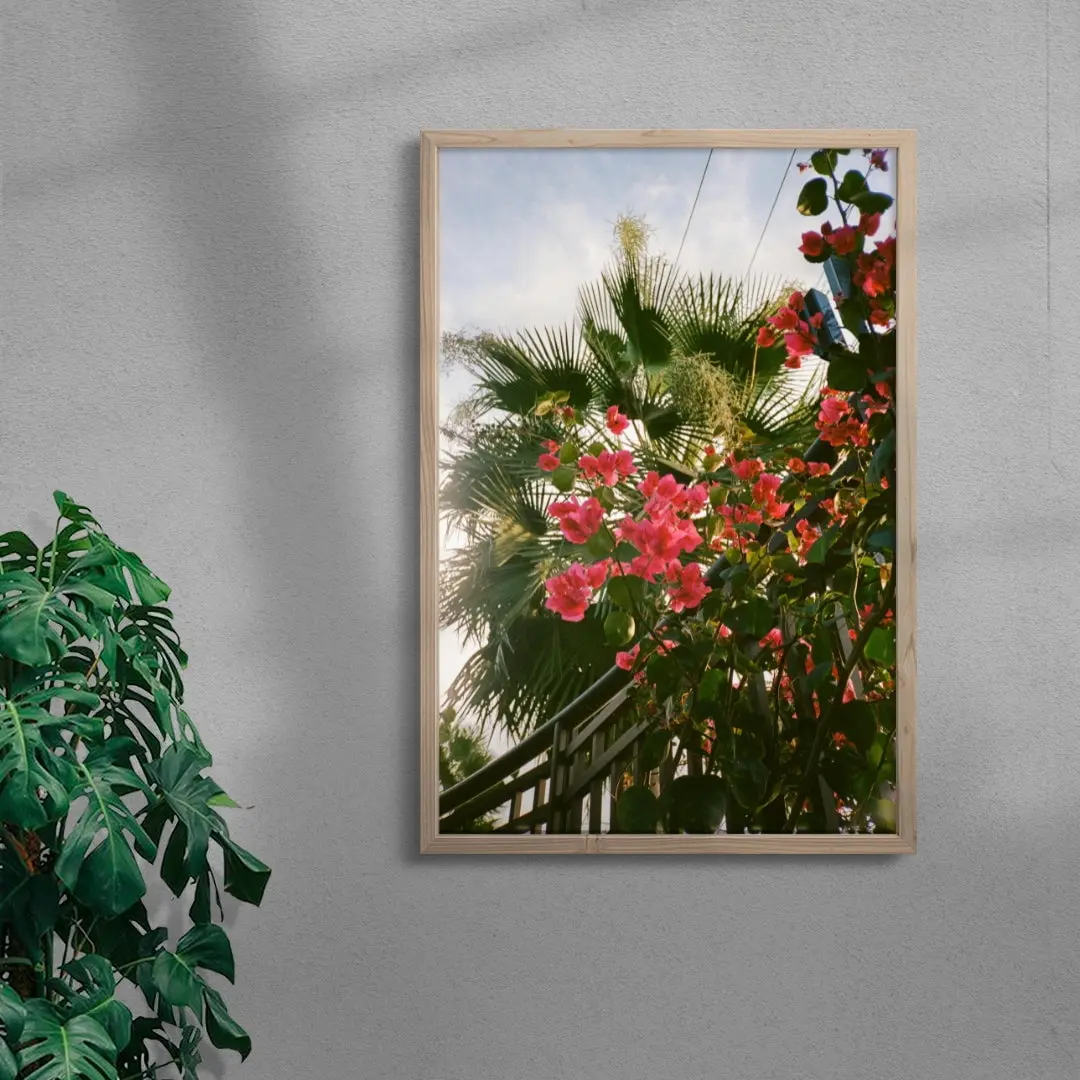 Bougainvillea