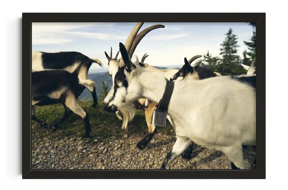 Mountain Herd