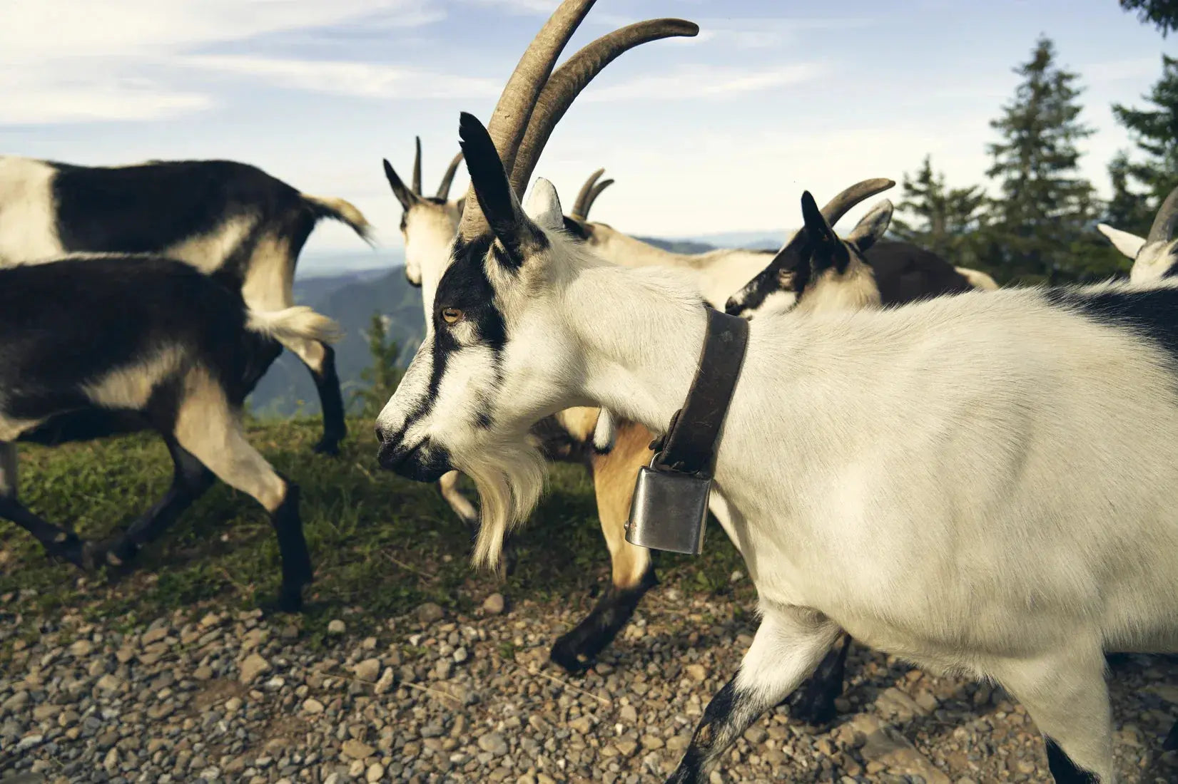 Mountain Herd