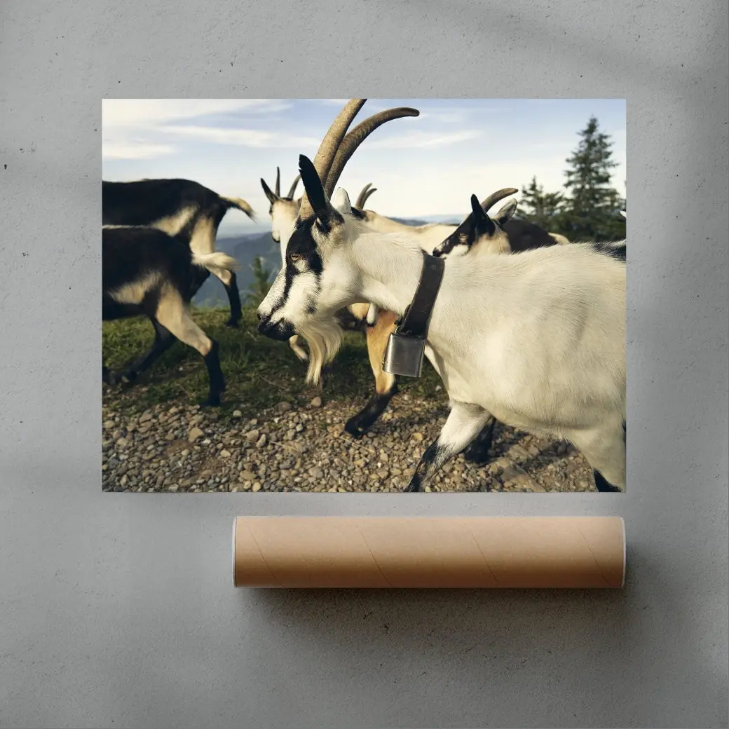 Mountain Herd