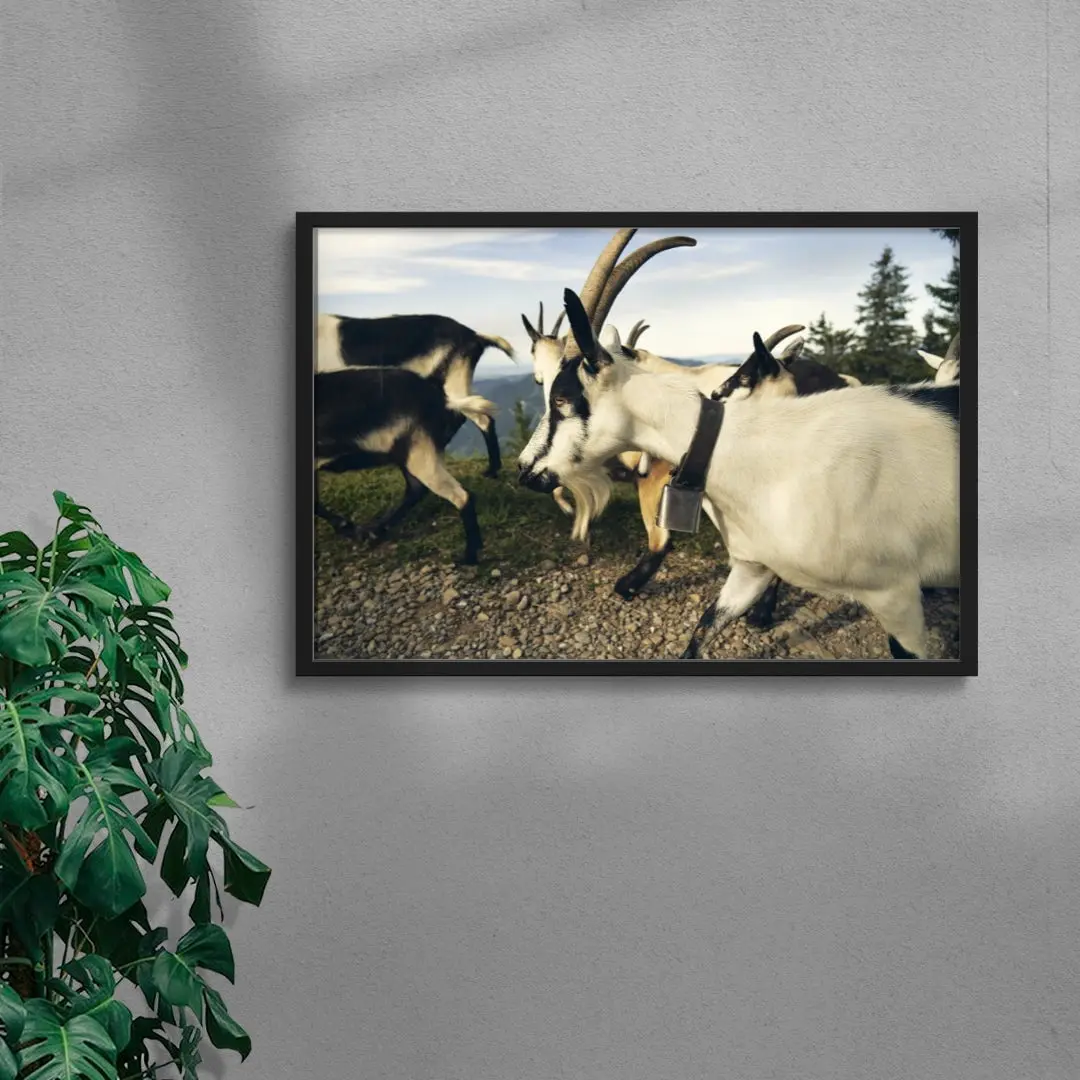 Mountain Herd