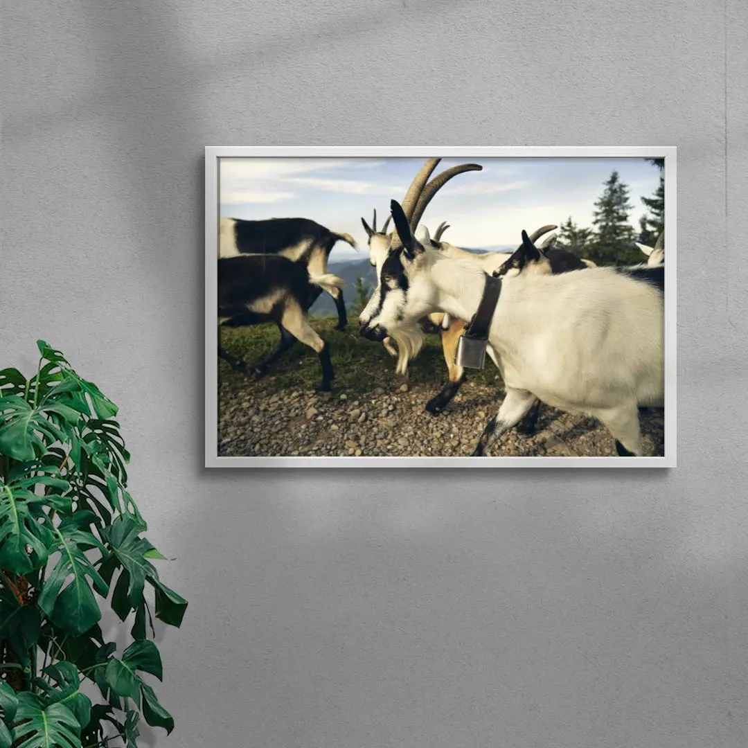 Mountain Herd