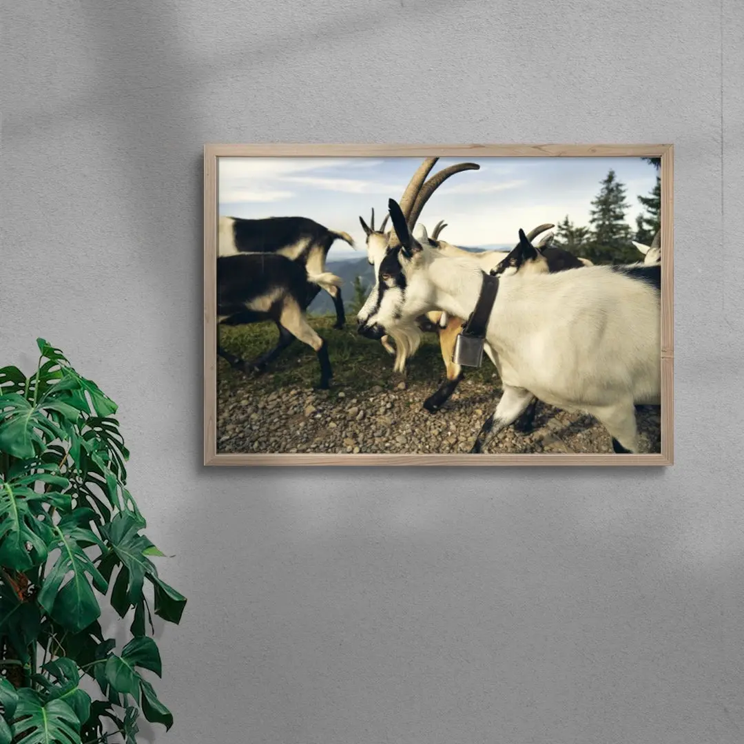 Mountain Herd