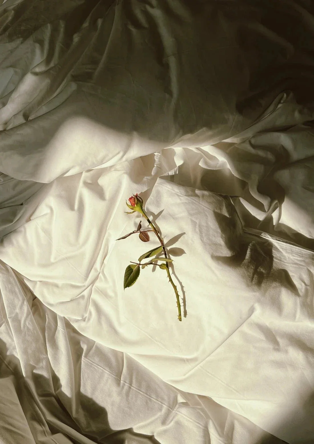Flower 2