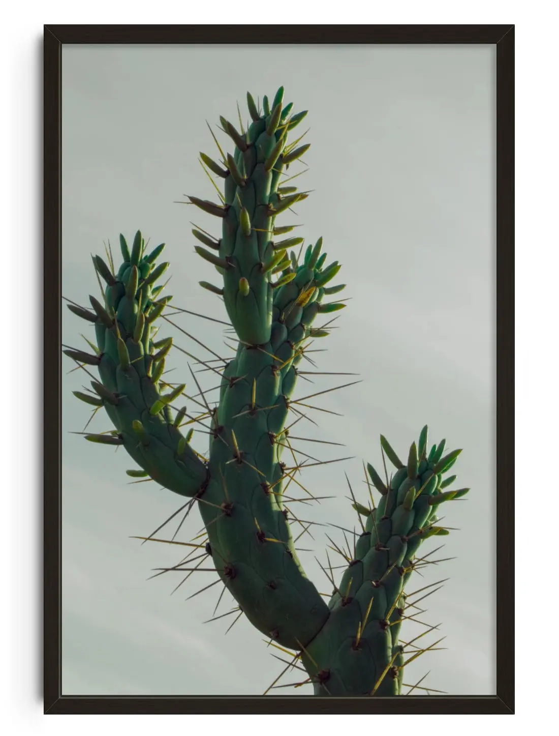 Spines