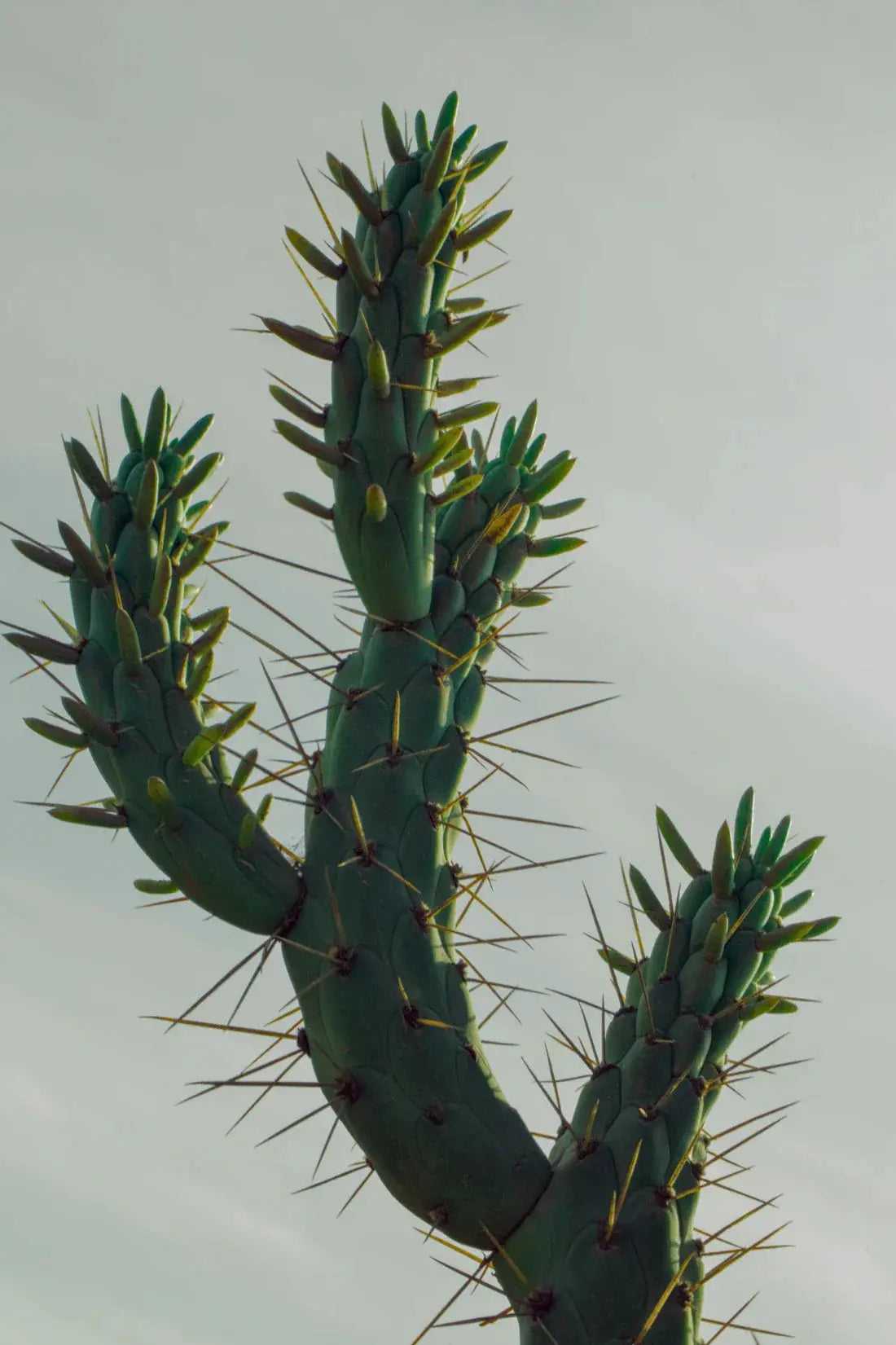 Spines